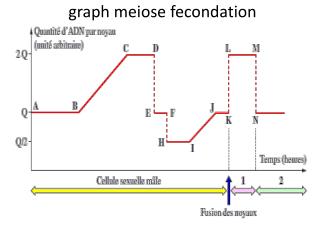 graph meiose fecondation