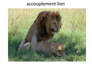 accouplement lion