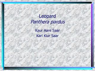 Leopard Panthera pardus
