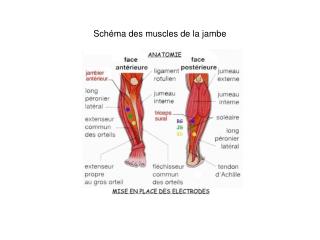 Schéma des muscles de la jambe