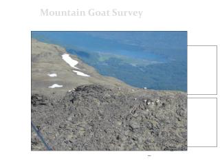 Mountain Goat Survey