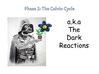Phase 2: The Calvin Cycle