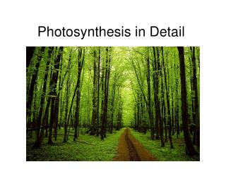 Photosynthesis in Detail