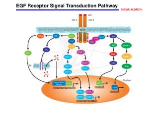 EGF Receptor Signal Transduction Pathway