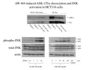 AW 464 induced ASK-1/Trx dissociation and JNK activation in HCT116 cells.