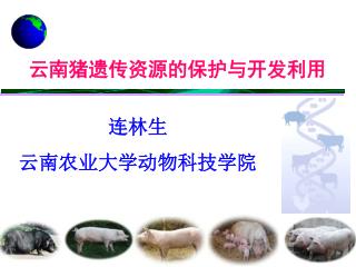 云南猪遗传资源的保护与开发利用