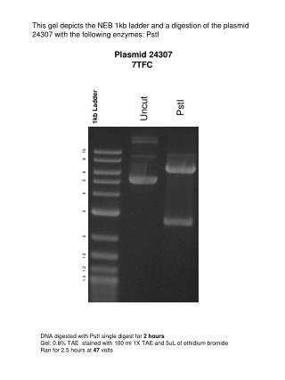 Plasmid 24307 7TFC