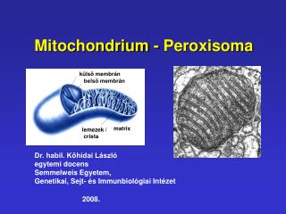 Mitochondrium - Peroxisoma
