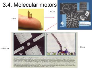 3.4. Molecular motors