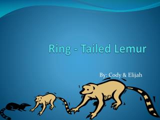 Ring - Tailed Lemur