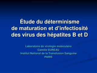 É tude du déterminisme de maturation et d’infectiosité des virus des hépatites B et D