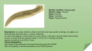 Nombre científico: Planaria agilis Nombre vulgar: Planaria Reino: Animalia Clase: Turbellaria