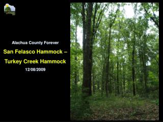 Alachua County Forever San Felasco Hammock – Turkey Creek Hammock 12/08/2009