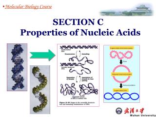 SECTION C Properties of Nucleic Acids