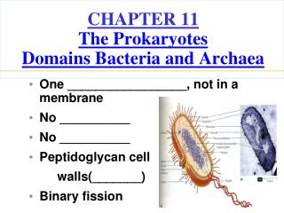 CHAPTER 11 The Prokaryotes Domains Bacteria and Archaea