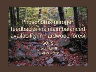 Phosphorus-nitrogen feedbacks maintain balanced availability in hardwood forest soils