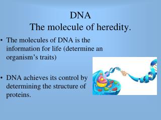 DNA The molecule of heredity.