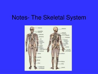 Notes- The Skeletal System
