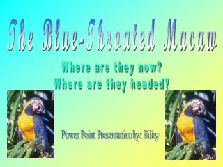 The Blue-Throated Macaw