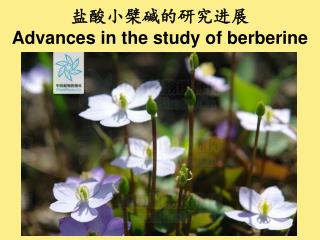 盐酸小檗碱的研究进展 Advances in the study of berberine