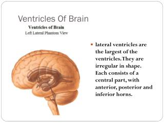 Ventricles Of Brain