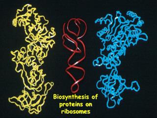 Biosynthesis of proteins on ribosomes