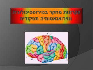 עקרונות מחקר בנוירופסיכולוגיה ונוירואנאטומיה תפקודית