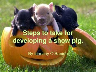 Steps to take for developing a show pig.