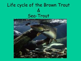 Life cycle of the Brown Trout &amp; Sea-Trout