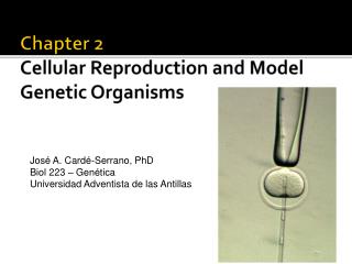 Chapter 2 Cellular Reproduction and Model Genetic Organisms