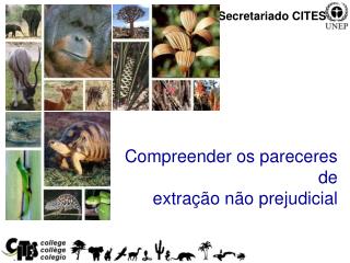 Convention on International Trade in Endangered Species of Wild Fauna and Flora