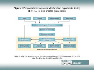 Figure 1 Proposed microvascular dysfunction hypothesis linking BPH–LUTS and erectile dysfunction