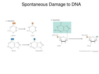 Spontaneous Damage to DNA
