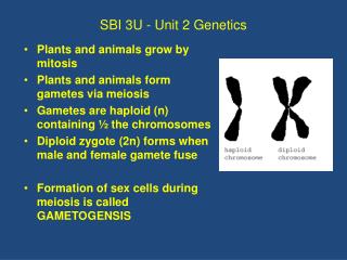 SBI 3U - Unit 2 Genetics
