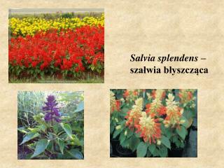 Salvia splendens – szałwia błyszcząca