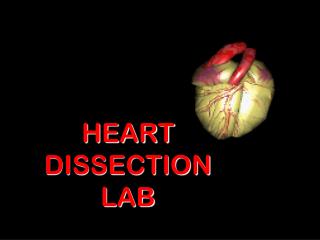 HEART DISSECTION LAB