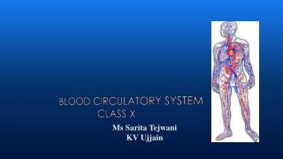 Blood circulatory System Class X
