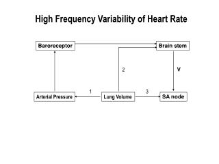 High Frequency Variability of Heart Rate
