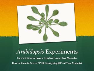Arabidopsis Experiments
