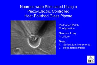 Neurons were Stimulated Using a Piezo-Electric Controlled Heat-Polished Glass Pipette