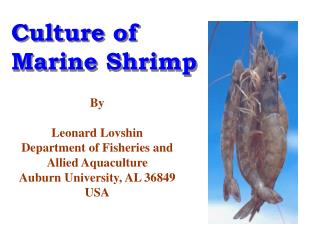 Culture of Marine Shrimp