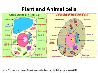 Plant and Animal cells