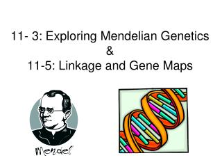 11- 3: Exploring Mendelian Genetics &amp; 11-5: Linkage and Gene Maps