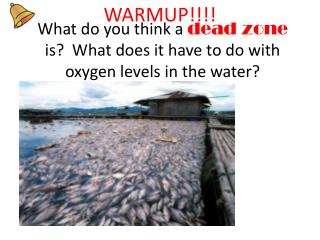 What do you think a dead zone is? What does it have to do with oxygen levels in the water?