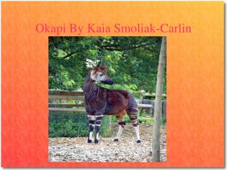 Okapi By Kaia Smoliak-Carlin