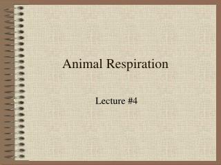 Animal Respiration