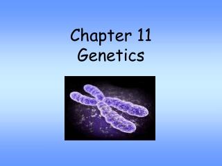 Chapter 11 Genetics