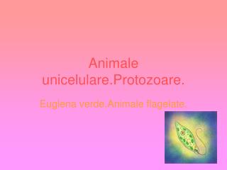 Animale unicelulare.Protozoare.