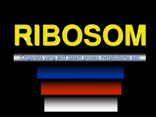 RIBOSOM