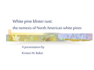 White pine blister rust: the nemesis of North American white pines